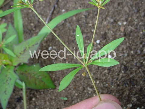 carpetweed